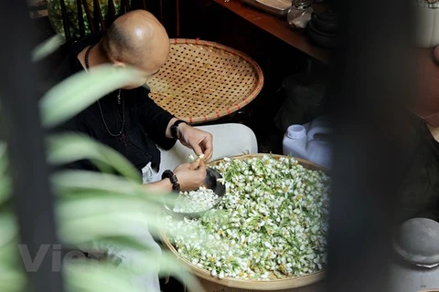 Nghệ nhân Hà Nội đang trong quá trình làm trà ướp hoa bưởi. (Ảnh: Xuân Mai/Vietnam+)
