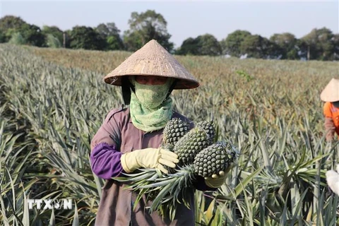Người dân thôn Bãi Sải, xã Quang Sơn, thành phố Tam Điệp, thu hoạch dứa. (Ảnh: Đức Phương/TTXVN)