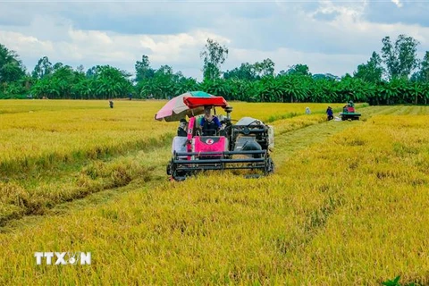 Thu hoạch lúa Hè Thu tại phường Trường Lạc, quận Ô Môn, thành phố Cần Thơ. (Ảnh: Thanh Liêm/TTXVN)