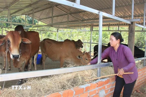 Một hộ gia đình thoát nghèo nhờ vốn vay ưu đãi phát triển nuôi bò. (Ảnh: K GỬIH/TTXVN)