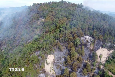 Khu vực rừng thông bị cháy tại tiểu khu 159, thuộc xã Phú Sơn, thị xã Hương Thủy. (Ảnh: Tường Vi/TTXVN)