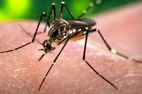 Virus Zika chủ yếu lây nhiễm qua vết đốt của muỗi Aedes. (Nguồn: indianexpress.com)