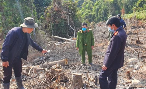 Lực lượng chức năng khám nghiệm hiện trường vụ phá rừng. (Nguồn: baolamdong.vn)
