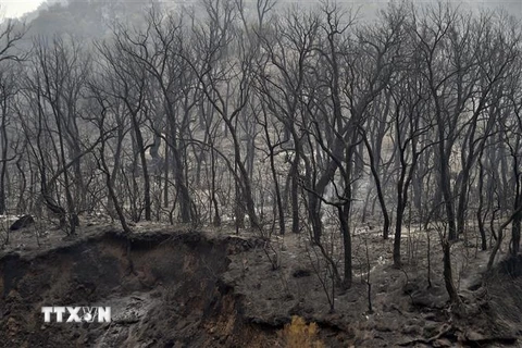Cây cối bị thiêu rụi trong đám cháy rừng tại Kabylie, Algeria. (Ảnh: AFP/TTXVN)