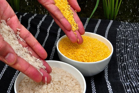 Gạo vàng sẽ được triển khai trồngvào quý 3/2022. (Nguồn: IRRI)