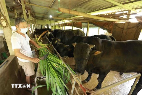 Gia đình ông Phan Văn Nhân ở xã Phú Phương, huyện Ba Vì (thành phố Hà Nội) duy trì chăn nuôi bò và lợn với quy mô nông hộ góp phần tăng nguồn cung thực phẩm hiện nay của nhân dân. (Ảnh: Vũ Sinh/TTXVN)
