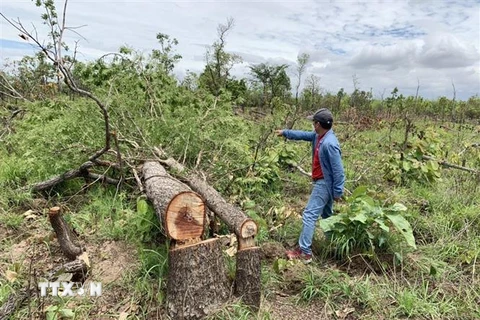 Hiện trường vụ phá rừng tại tiểu khu 205 xã Ya Tờ Mốt, huyện Ea Súp. (Ảnh: TTXVN phát)