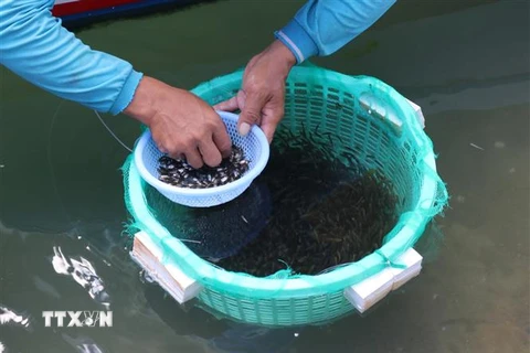Phân loại kích cỡ cá dìa giống trước khi bán cho thương lái. (Ảnh: Nguyễn Thành/TTXVN)