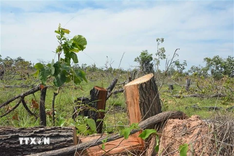 Hiện trường vụ phá rừng tại tiểu khu 205, xã Ya Tờ Mốt, huyện Ea Súp, tỉnh Đắk Lắk. (Ảnh: Tuấn Anh/TTXVN)