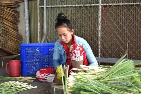 Cây sả đã gắn bó với nông dân cù lao Tân Phú Đông tỉnh Tiền Giang gần 20 năm nay. (Nguồn: nongnghiep.vn)