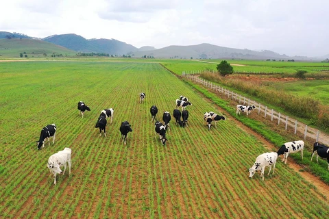 Dự án trang trại Lao-Jagro dự kiến đón đàn bò sữa đầu tiên vào tháng 7.