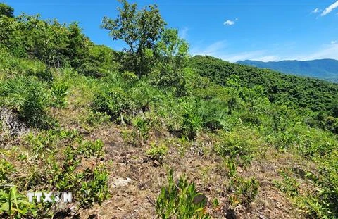 Nhiều diện tích đất rừng được quy hoạch phòng hộ bị người dân lấn chiếm để trồng keo. (Ảnh: Tường Quân/TTXVN)