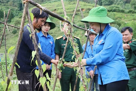 Trí thức trẻ tình nguyện tại Đoàn Kinh tế-Quốc phòng 356 (Phong Thổ, Lai Châu) hướng dẫn người dân xã Pa Vây Sử trồng cây nần nghệ. (Ảnh: Đinh Thùy/TTXVN)