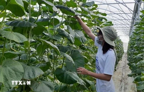 Mô hình trồng dưa lưới ứng dụng công nghệ cao nhà màng tại xã Long Tân, huyện Đất Đỏ. (Ảnh: Hoàng Nhị/TTXVN)