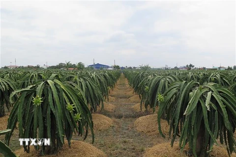 Vườn thanh long 6.000m2 ứng dụng công nghệ cao của ông Nguyễn Văn Vĩnh tại ấp Long Thành, xã Long Trì, huyện Châu Thành mang lại lợi nhuận hàng tỷ đồng mỗi năm. (Ảnh: Minh Hưng/TTXVN)