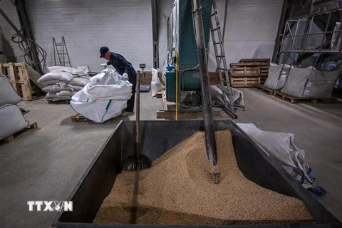 Công nhân xử lý ngũ cốc tại một nhà xưởng ở làng Khatmanovo thuộc vùng Tula, Nga. (Ảnh: AFP/TTXVN)