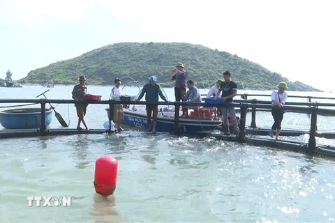 Mô hình nuôi cá bớp biển bằng lồng nhựa HDPE của gia đình ông Cao Minh Thái (xã Quảng Đông, huyện Quảng Trạch, tỉnh Quảng Bình). (Ảnh: TTXVN phát)