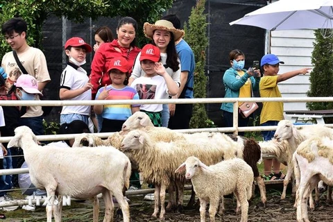 Khách du lịch tham quan trang trại cừu tại Bạc Liêu. (Ảnh: TTXVN phát)