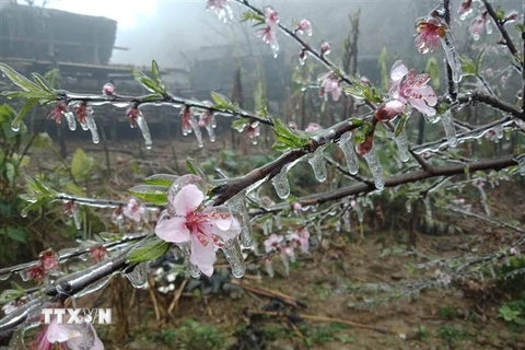 Băng giá phủ lên hoa đào trên một đỉnh núi thuộc xã Hồng An (huyện Bảo Lạc). (Ảnh: Chu Hiệu/TTXVN)