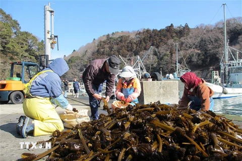 Ngư dân Nhật Bản kiểm tra, phân loại và đóng gói tảo biển sau khi sơ chế. (Ảnh: Đào Thanh Tùng/TTXVN)