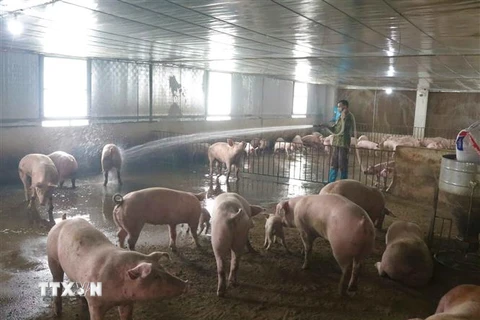 Một cơ sở chăn nuôi lợn. Ảnh minh họa. (Ảnh: Chu Hiệu/TTXVN)