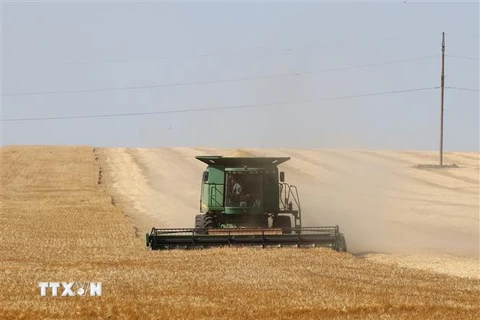 Nông dân thu hoạch lúa mỳ trên cánh đồng gần Izmail, thuộc vùng Odessa, Ukraine. (Ảnh: AFP/TTXVN)
