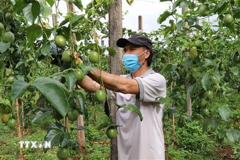 Gia Lai nỗ lực phát triển chanh dây thành ''cây trồng triệu đô''