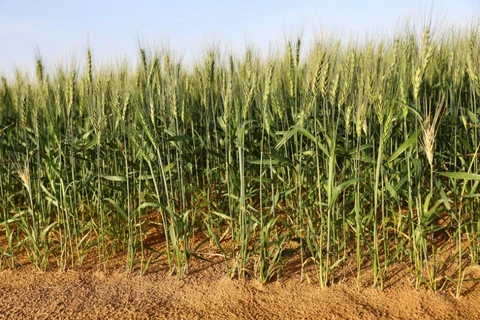 Cây lúa mỳ được trồng tại trang trại ở thị trấn Mleiha. (Nguồn: Reuters)