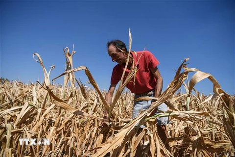 Cánh đồng ngô khô cằn do hạn hán tại Spino d'Adda, Italy. (Ảnh: AFP/TTXVN)