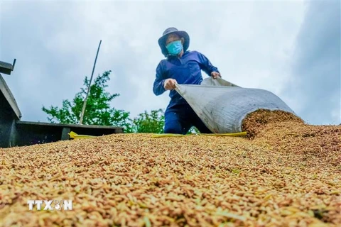 Nông dân thu hoạch lúa ở Cần Thơ. (Ảnh: Thanh Liêm/TTXVN)