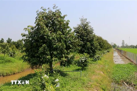 Vườn sầu riêng rộng 13.000m2 của anh Lê Văn Chính ở xã Tân Kiều, huyện Tháp Mười (Đồng Tháp) được 28 tháng tuổi. (Ảnh: Nhựt An/TTXVN)