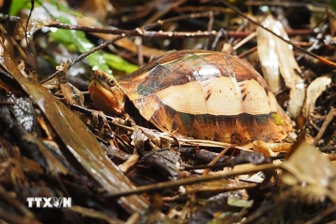 Loài rùa Hộp trán vàng miền Bắc (Cuora galbinifrons) tại khu bảo tồn thiên nhiên Xuân Liên phân bố tại các tiểu khu 489, 495 và 520. (Ảnh: TTXVN phát)