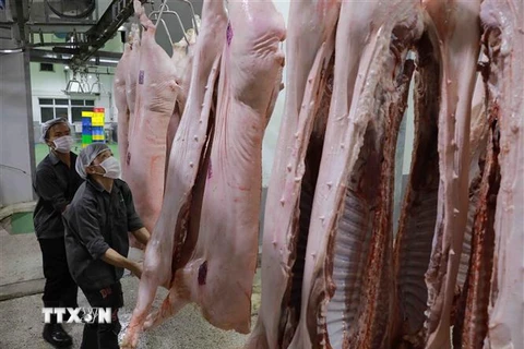 Làm sạch sản phẩm thịt lợn bằng nước và để khô ráo trước khi đưa vào chế biến. (Ảnh: Vũ Sinh/TTXVN)