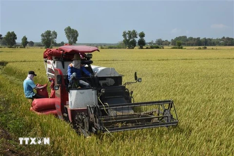 Bà con nông dân thu hoạch lúa vụ Đông Xuân. (Ảnh: Hoàng Nhị/TTXVN)