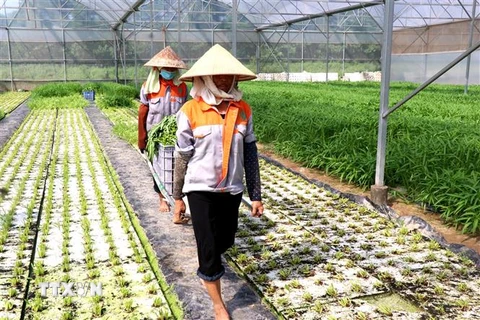 Mô hình sản xuất nông nghiệp theo hướng công nghệ cao tại xã Minh Tân, huyện Lương Tài, tỉnh Bắc Ninh. (Ảnh: Đinh Văn Nhiều/TTXVN)