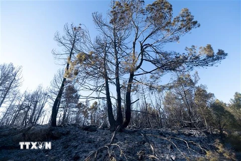 Cánh rừng bị thiêu rụi gần Villanueva de Viver, Valencia (Tây Ban Nha). (Ảnh: AFP/TTXVN)