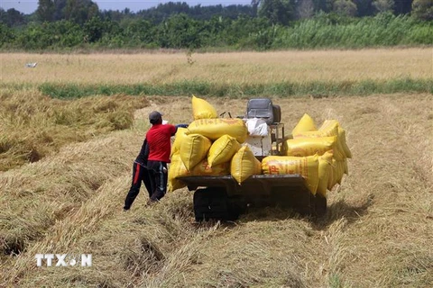 Xe vận chuyển lúa trên cánh đồng lúa ST24 tại thị xã Ngã Năm, tỉnh Sóc Trăng. (Ảnh Tuấn Phi/TTXVN)