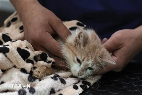 Một cá thể mèo mắc FIP tại Nicosia, Cộng hòa Síp. (Ảnh: AFP/TTXVN)