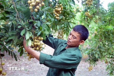 Thu hoạch nhãn tại Hợp tác xã Dịch vụ Nông nghiệp Ngoan Hậu, xã Chiềng Khương, huyện Sông Mã. (Ảnh: Quang Quyết/TTXVN)