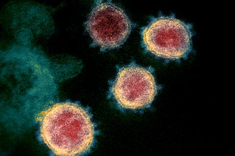 Biến thể mới của virus SARS-COV-2. (Nguồn: The Jerusalem Post)