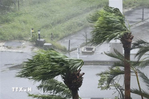 Gió mạnh kèm theo mưa do ảnh hưởng của bão Khanun tại Okinawa, Nhật Bản. (Ảnh: Kyodo/TTXVN)