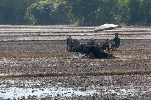 Nông dân huyện Châu Thành A làm đất, vệ sinh đồng ruộng xuống giống lúa. (Ảnh: Duy Khương/TTXVN)