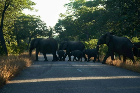 Đàn voi băng qua đường bên ngoài Công viên Quốc gia Hwange, Zimbabwe. (Nguồn: AFP)