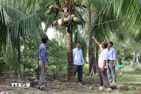 Cán bộ kỹ thuật tham quan vườn dừa hữu cơ ở xã Bình Ninh. (Ảnh: Minh Trí/TTXVN)