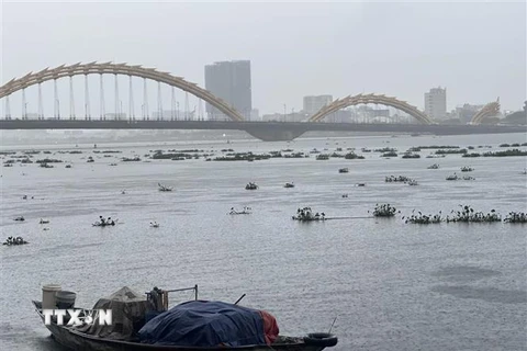 Nước thượng nguồn đổ về sông Hàn kèm theo bèo rác. (Ảnh: Trần Lê Lâm/TTXVN)