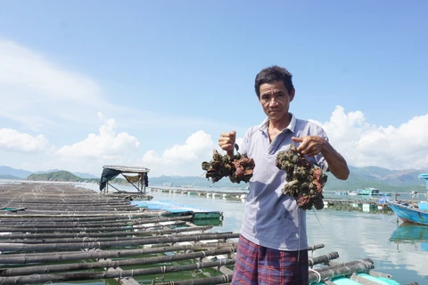 Hàu nuôi bị chết hoàn toàn. (Nguồn: Báo Khánh Hòa)