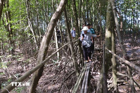 Du khách tham quan Khu sinh thái Cầu tre xuyên rừng ở huyện Cù Lao Dung. (Ảnh Tuấn Phi/TTXVN)