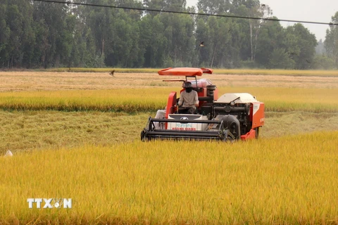Nông dân thu hoạch lúa tại xã Mỹ Lâm, huyện Hòn Đất (Kiên Giang). (Ảnh: Lê Huy Hải/TTXVN)