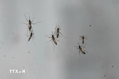 Muỗi vằn Wolbachia. (Ảnh: AFP/TTXVN)