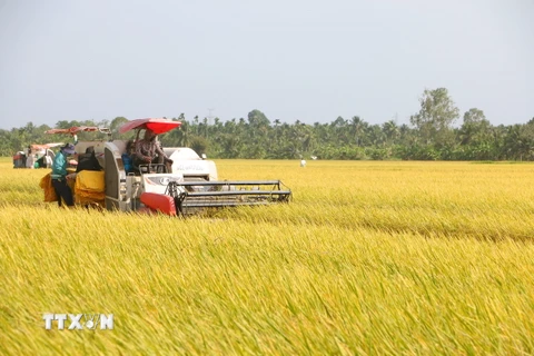 Nông dân các huyện Long Phú (Trần Đề, Sóc Trăng) thu hoạch lúa Đông Xuân chính vụ. (Ảnh: Tuấn Phi/TTXVN)